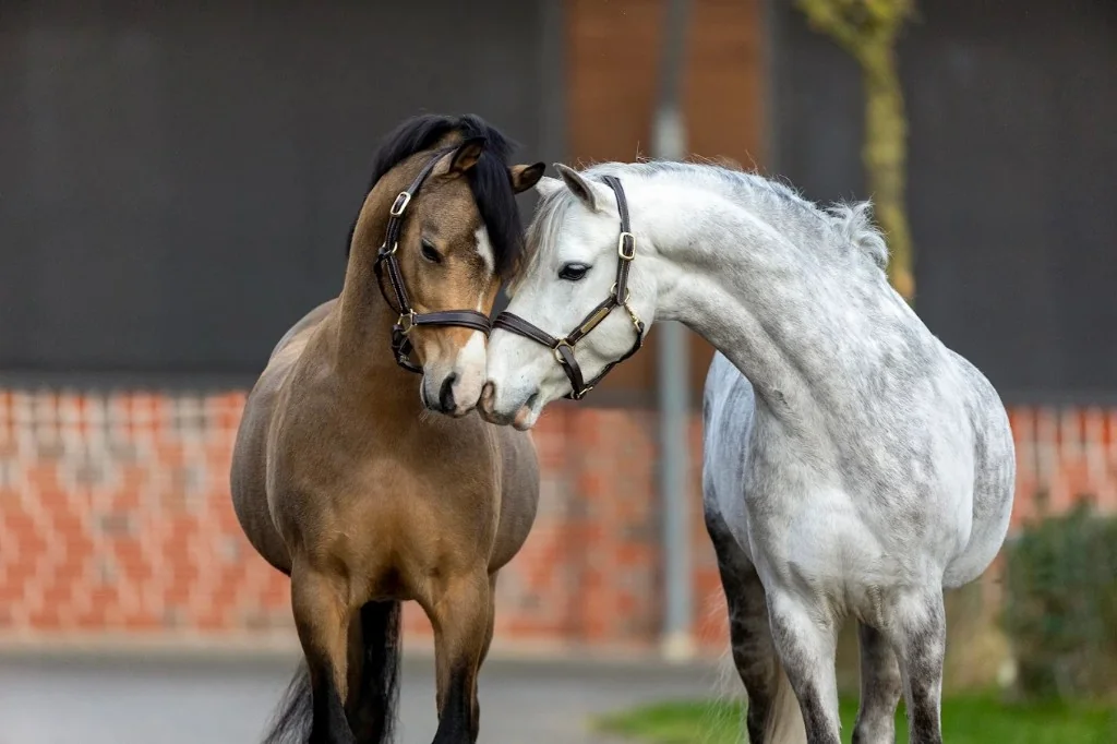 Zwei Ponys in herzlicher Nähe bei Lenabieler Stables
