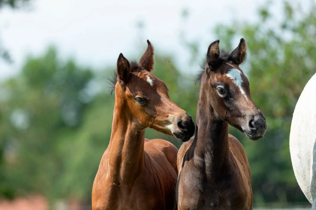 Zwei Fohlen auf der Weide bei Lenabieler Stables