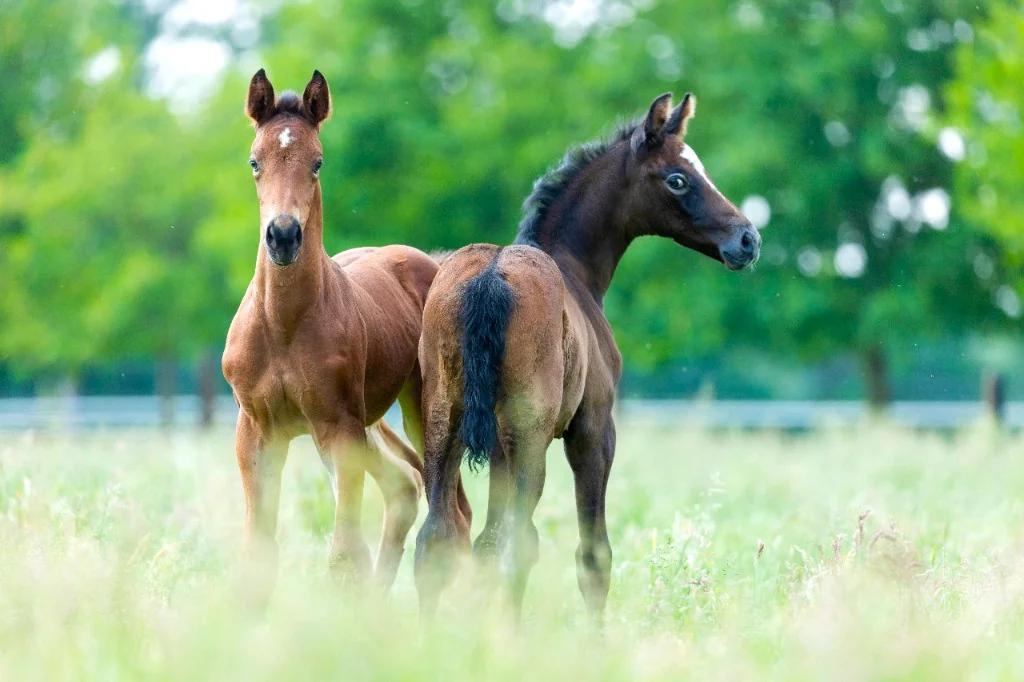 Zwei Fohlen auf der Weide bei Lenabieler Stables